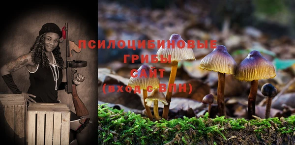 PSILOCYBIN Белокуриха